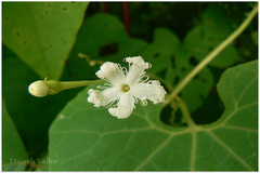 Trichosanthes cucumerina